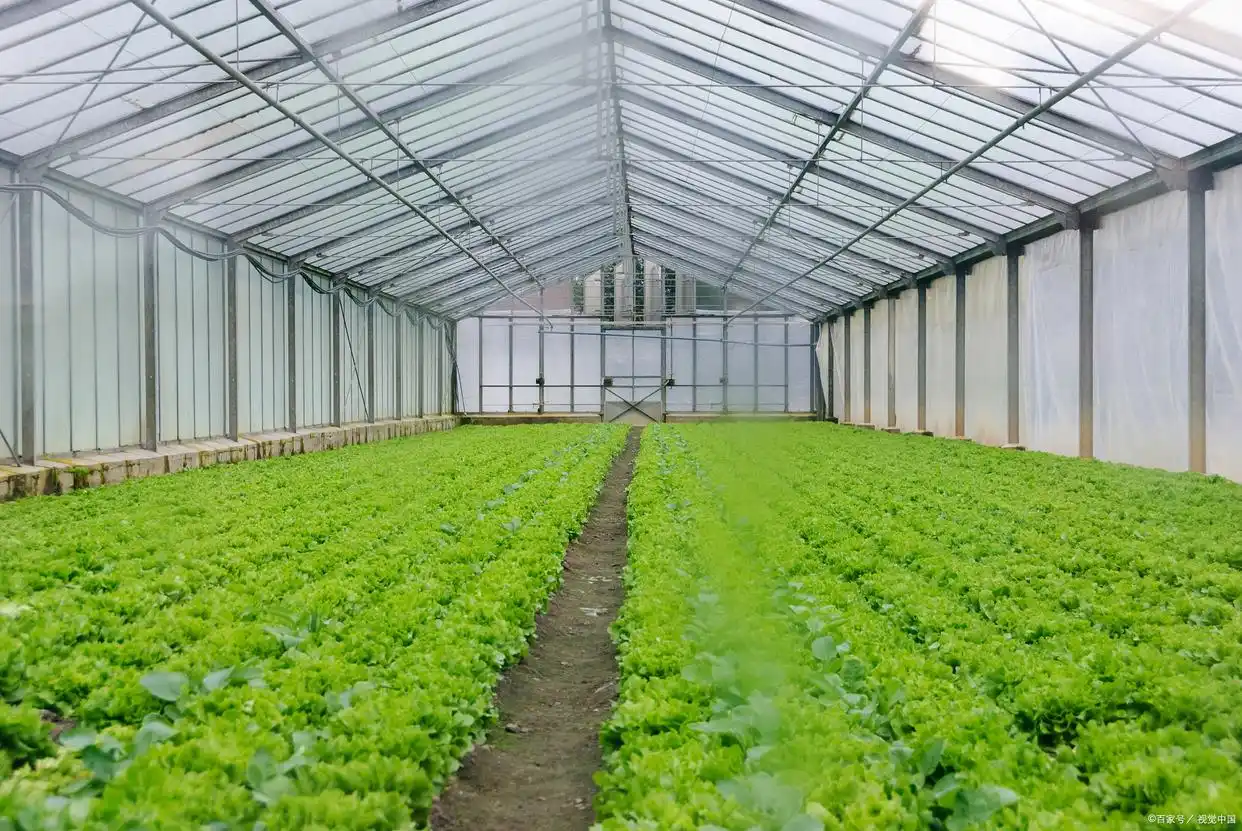温室大棚蔬菜种植的技术问题，你踩到几个雷